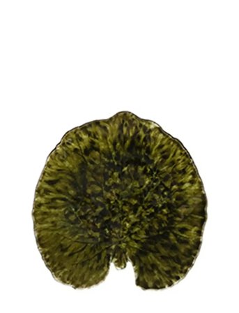 Costa Nova Bladfad Alchemille - Green - 17.6X 17CM