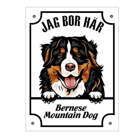 Plåtskylt Jag bo här Bernese mountain dog Kikande hund skylt