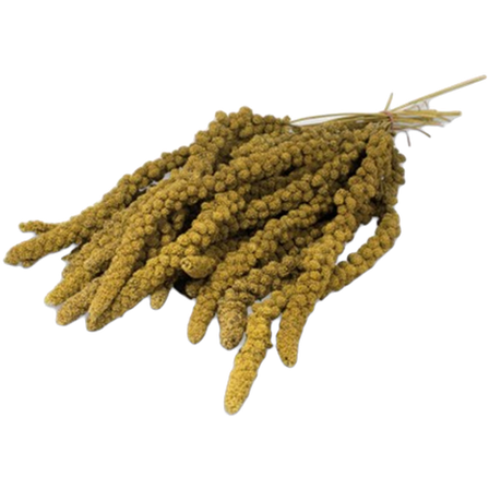 JR FARM - Hirsekolbe Gul 250g - Fuglegodteri & kräcker - Naturgodbiter - ZOO.no