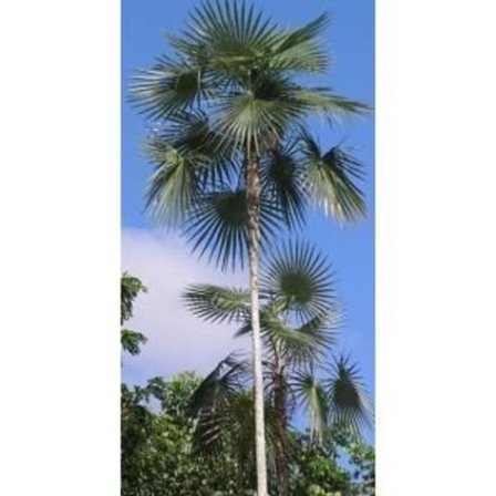 Coccothrinax argentea frön - Paket med 50 - Palm för behållare och kruka