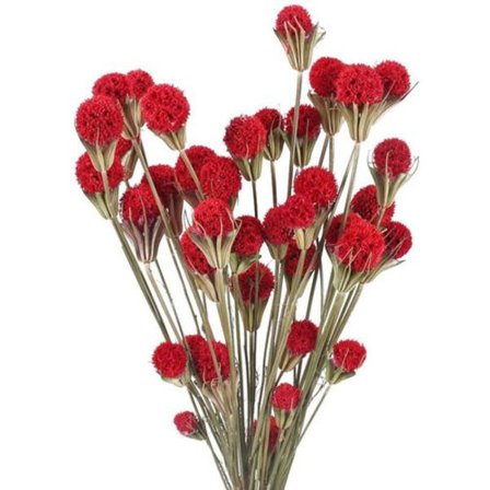 Tørrede blomster Rød tørret blomst Dekoration Buket Bryllup Vase