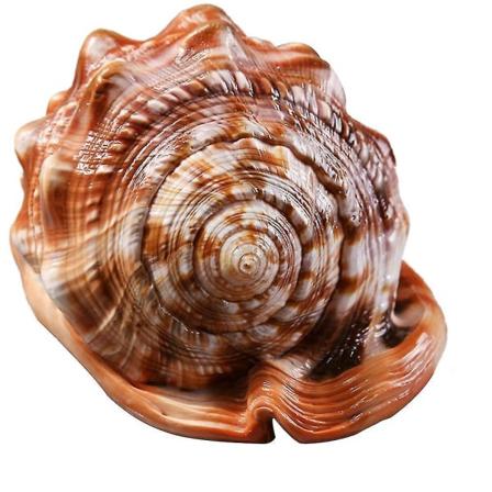Naturlig Mundhjelm Konkylie Skal Koral Havsnegl Fisketank Ornament 1 stk