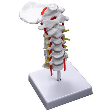 Cervikal Hvirvel Arterie Rygsøjle Spinalnerver Anatomisk Model