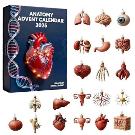 25-26 2025 Anatomi Julekalender til Børn Voksne med 24 Akryl Juletræsvedhæng Ferie Nedtællingsdekoration