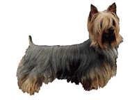 Silky terrier - klistremerker
