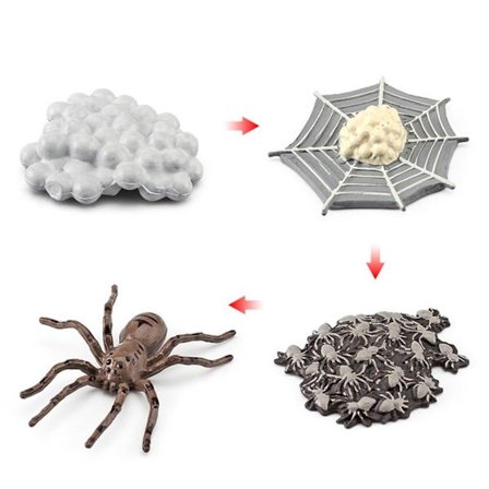 Set Djurens livscykel 1 1