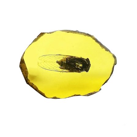 Fossil Insektsprover Artificiella Insektsvetenskap Utbildning, Cikada