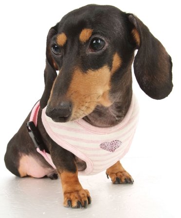 Puppy Angel - Stripey Heart - Rosa Sele och Koppel XL - Hundsele