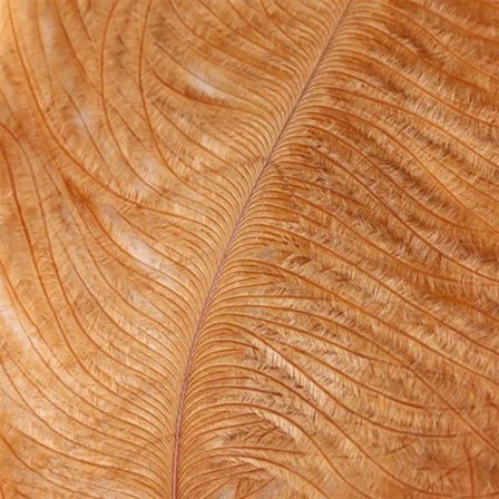 Struts plym - Ginger