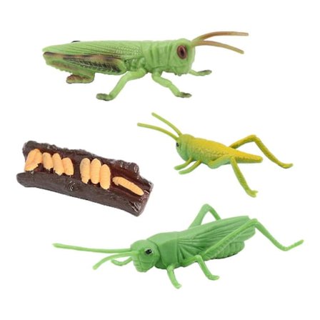 Natur Insekter Vekstsyklus Livssyklus Dyrefigur Modell Leker Gresshoppe (FMY)