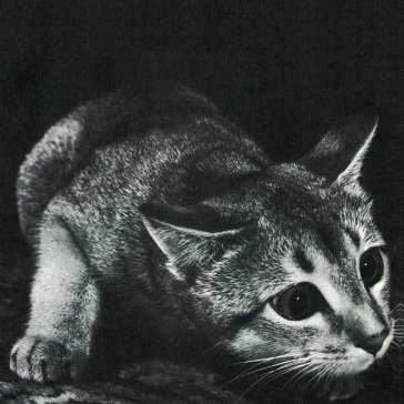 Cindy (re-issue) Cindy