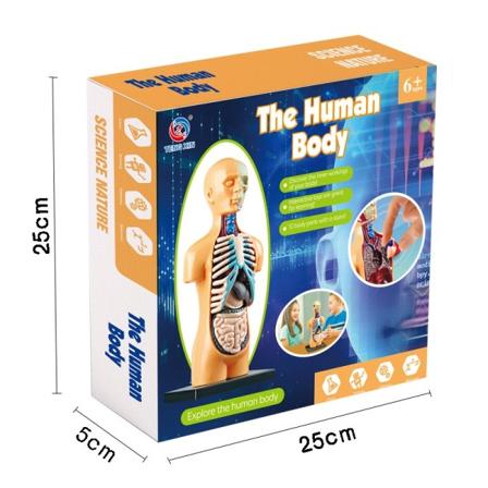 Barn Utbildning Leksak Science STEM Spel Sammansatt Människa Kropp Skeleton Anatomy Organs Bones Kit Leksaker
