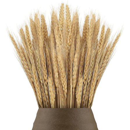 100 pakke 55cm tørket hveteblomst til peishylle, kjøkken, kirke, bryllupsbord, julekrans