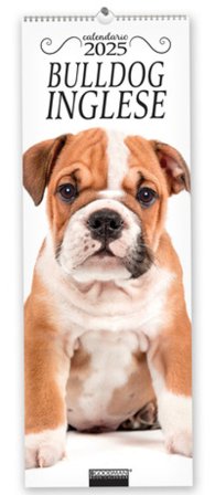 Bulldog inglese. Calendario 2025. Long