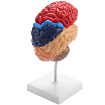 Anatomi af hjerne anatomisk model 1: 1 halv hjerne hjernestamme undervisningslaboratorieforsyninger