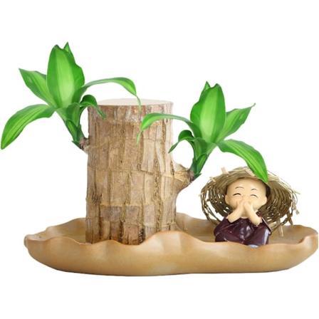 Brasilialainen Puukasvi | Brasilialainen Onnenpuu - Brasilian Onnenpuu, Ruukutettu Hydroponinen Kasvi Sisustus, Brasiliapuun Hydroponiikka Kasvit - 