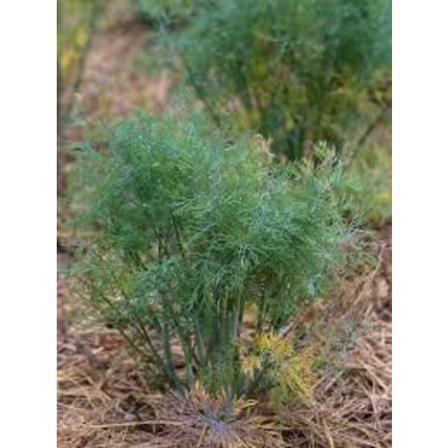 Dill "compatto" C:a 1800 Frö