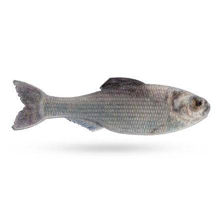 6th Sense Panorama 3,5'' 8,8cm (6-Pcs) - Live Shad DC