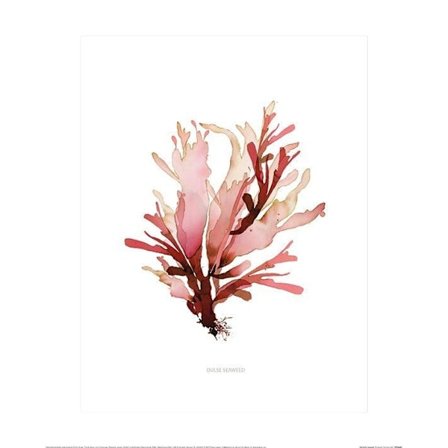 Summer Thornton Dulse Havsgräs Poster 40cm x 50cm Rosa