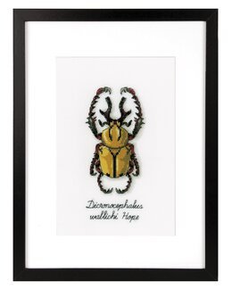 Bild Goldener Käfer