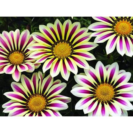 Påfågelsblomster) F1 Big Kiss White Flame 8 Frö