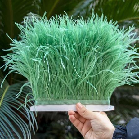 8-10CM Fluffiga Strutsfjädertrim, fransar för klänningar, sömnad, naturliga strutsfjädrar, band, kläddekoration, hantverk, 1/5/10 meter Vanilla Green 