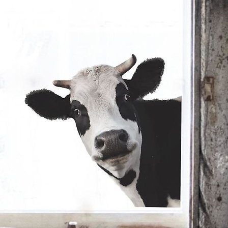 Dww-Cartoon lehmän lastenhuoneen makuuhuoneen välinen kodin seinäkoristeelliset tarrat tapetti