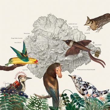 Birds of marsville FRIENDLY RICH