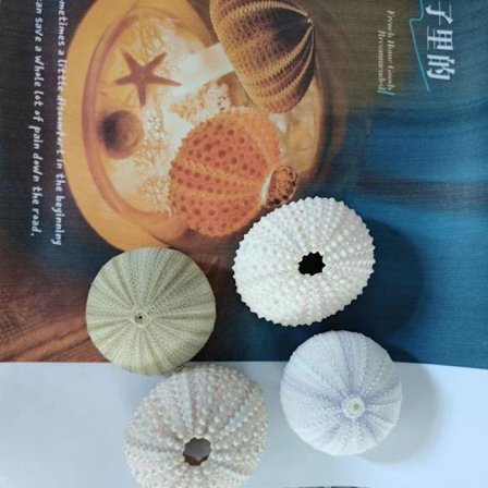 Sjöborreskal nattlampa svamplampa handgjord present till flickvän födelsedag bröllopspresent[gks]