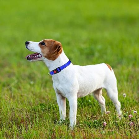 1 st Hundhalsband, Klassiskt Justerbart Reflex Nylonhalsband med