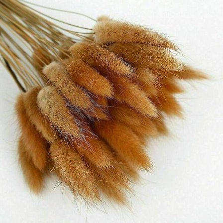 50 stk. Harehalegræs Kaninhaler Tørrede Blomster Lagurus Ovatus Plantestængler