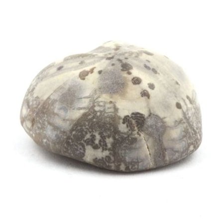 Stenar och mineraler. Fossil sjöborre, Toxaster Amplus. 117,80 cent. Claix, Isère, Frankrike.