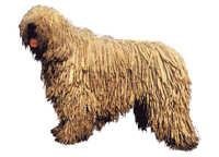 Komondor - klistremerker