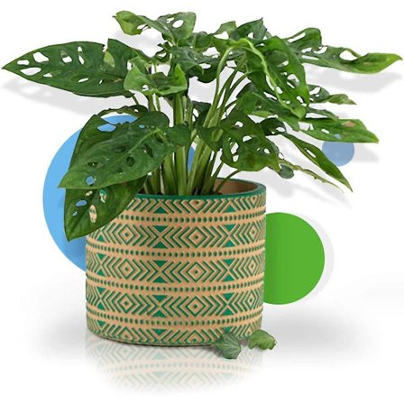 Blomsterpotte i Cement - 4,7" Cementpotter med Drænhul Moderne Dekorativ til Indendørs Planter