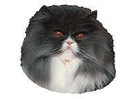 Perser blå/hvit - klistremerker