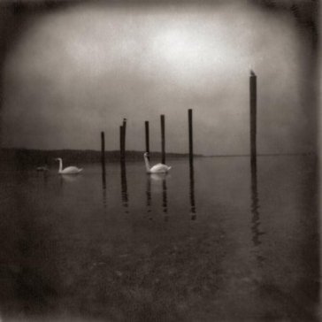 Conference of the birds Om