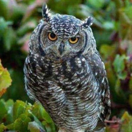 30 × 40 Storögd uggla diamantmålning (30 * 40, 1 stycke) Diamon