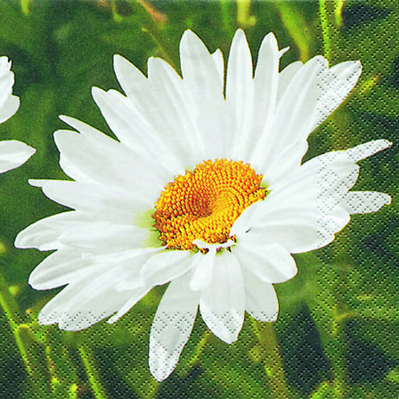 Serviett 33x33cm Sonja