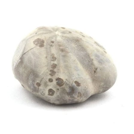 Sten og mineraler. Fossil søpindsvin, Toxaster Amplus. 102,80 øre. Claix, Isère, Frankrig.