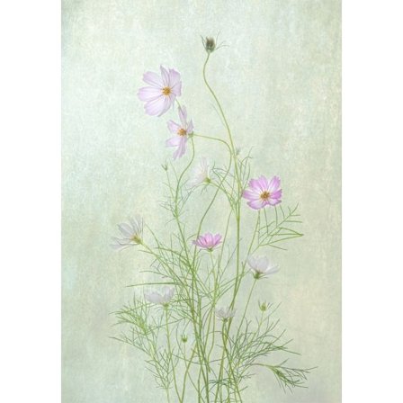 Cosmos