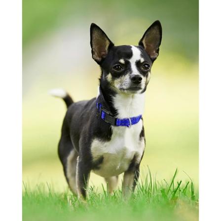 Reflekterende Hundekrage - Neoprenpolstret, Justerbar, X-Small, Marineblå Navy Blue X-Small (Pack of 1)