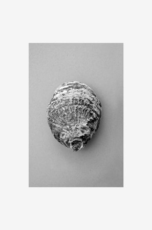 Malerifabrikken - Juliste Oyster 3 - Harmaa - Julisteet - - Homeroom