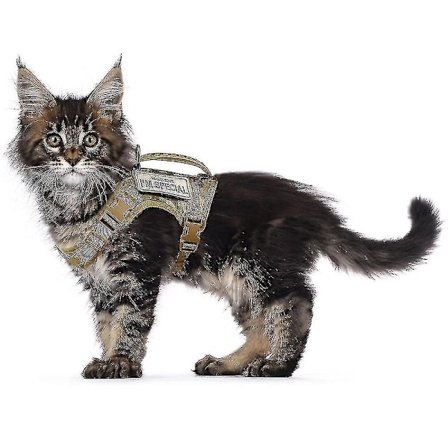 Taktisen Nylonin Kissan Valjaat, Säädettävät, Rinnassa Oleva Pantasetti Pennuille Ja Kissanoille Ilmainen Toimitus