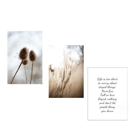 3 kappaleen setti kehystämättömiä premium-julisteita, pampasruoho, modernit kuvat,