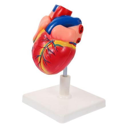 16X9,5CM Assorted Color Akupunktur Modeller Cardiac Anatomical Mo