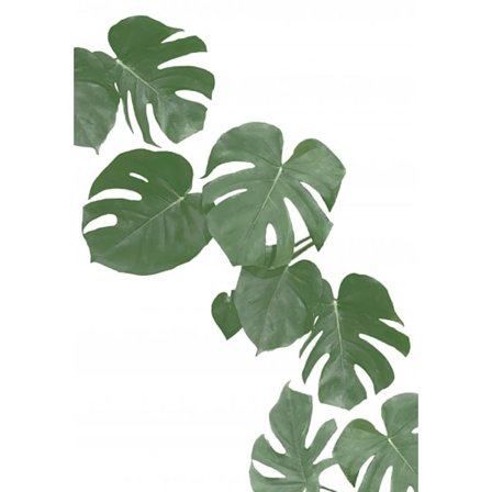 Monstera Aqua 02