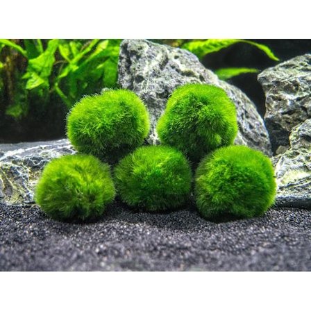 *10 Marimo Moskugler 2,5 cm*