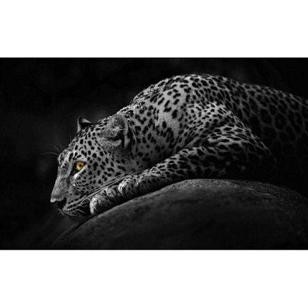 Jaguar Poster 30×40 CM