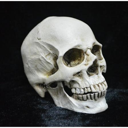 Livsstørrelse replika realistisk menneskeskallehode beinmodell, anatomi hvit harpiks skalle høy presisjonslæringsverktøy Halloween-dekor