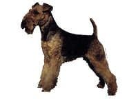 Welsh terrier - klistremerker